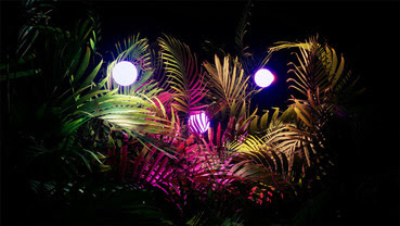 OCCC New Exhibit: Glow Forest