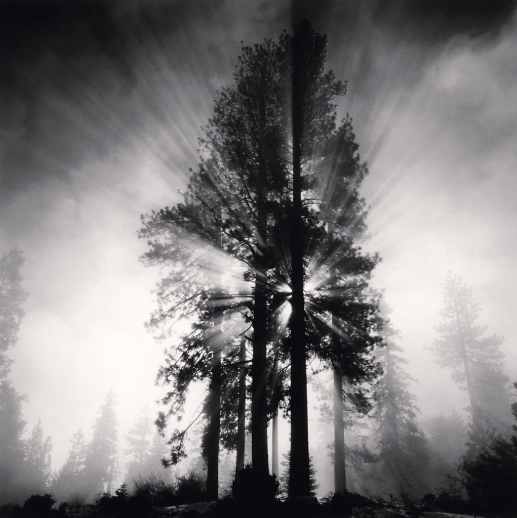 Michael Kenna: Trees | Artist Reception and Book Signing